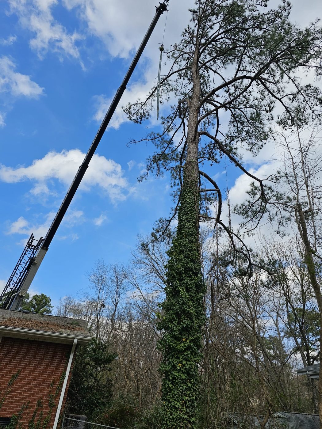 Servicio profesional de remoción de árboles usando grúa para cortar un pino alto en Raleigh, NC