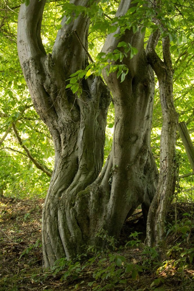 A large, ancient multi-trunk tree in a North Carolina forest