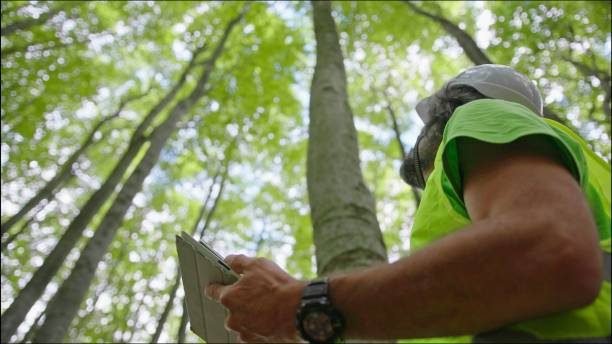 Arborista profesional podando ramas desde el dosel del árbol en Raleigh, NC