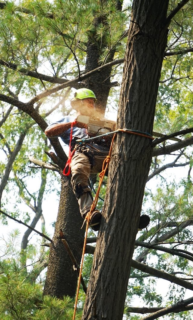 Arborista certificado escalando y podando un árbol grande con cuerdas y motosierra en Raleigh, NC
